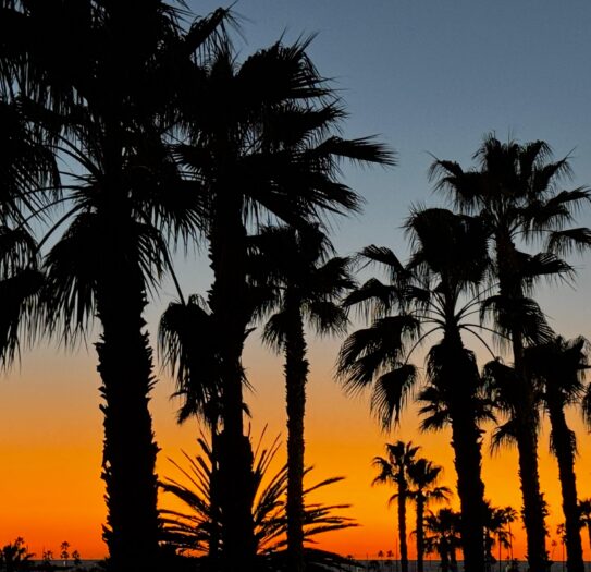 TWG_Palm Springs (1)