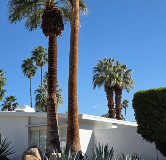 TWG_Palm Springs (5)